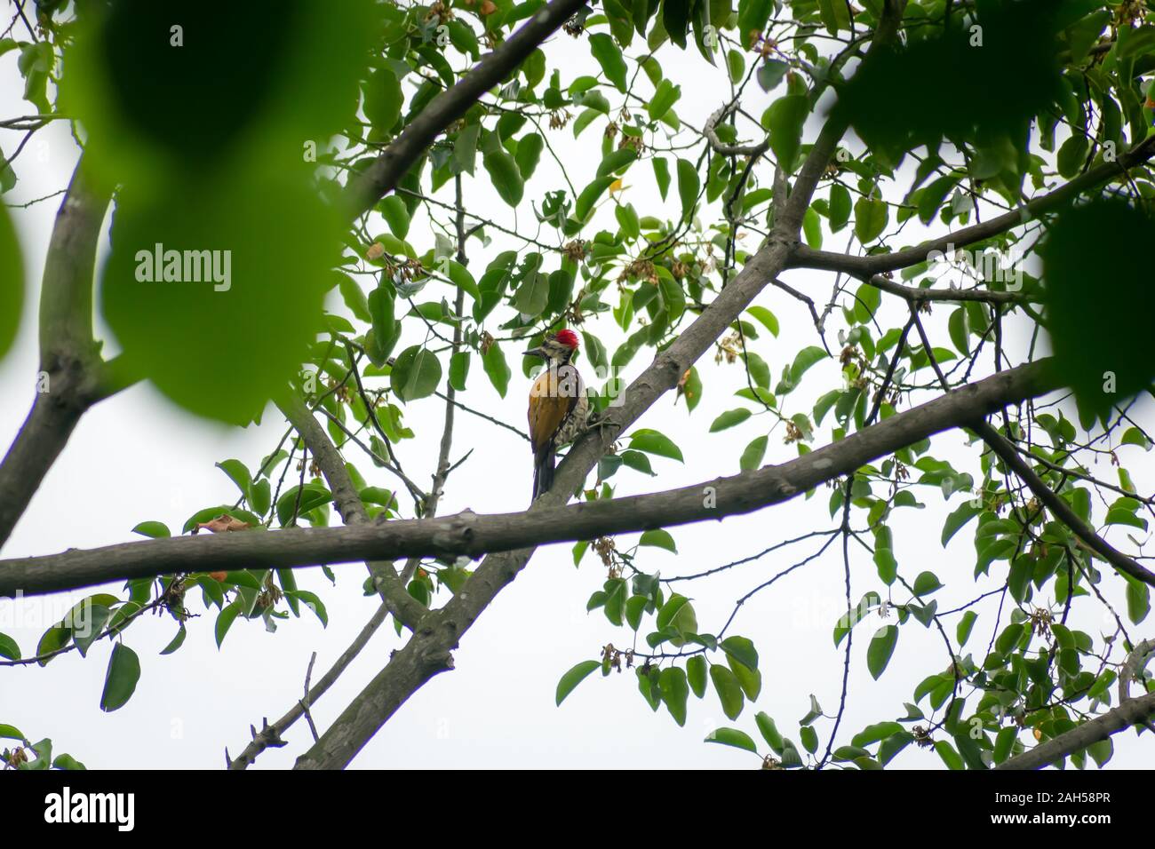 Juvenile Greater Pileated Woodpecker (dryocopus lineatus) spotted in