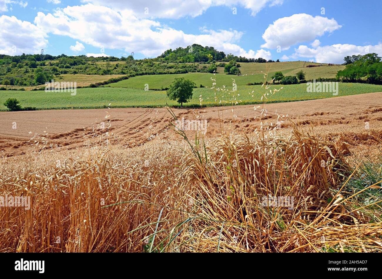 Beautiful rural landscape with blue sky, spectacular clouds and wheat fields in Auvergne region in France Stock Photo