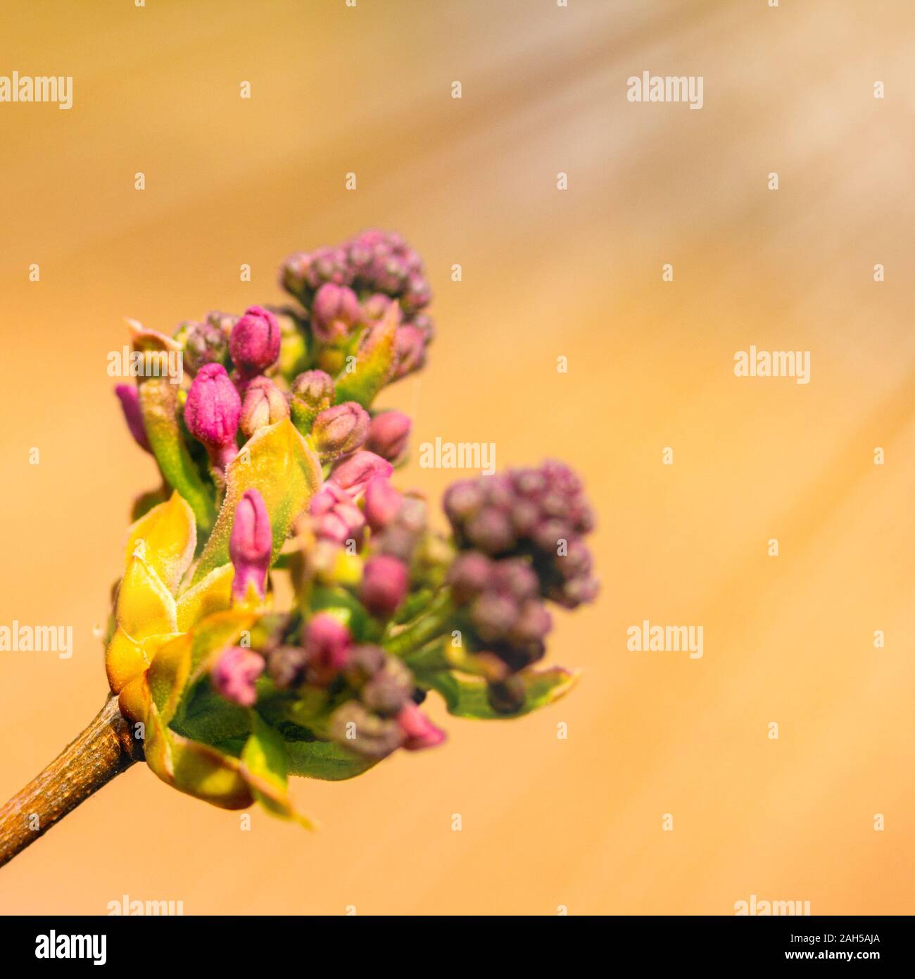 Spring bud of lilac close up. Composition of nature. Spring Awakening Concept Stock Photo