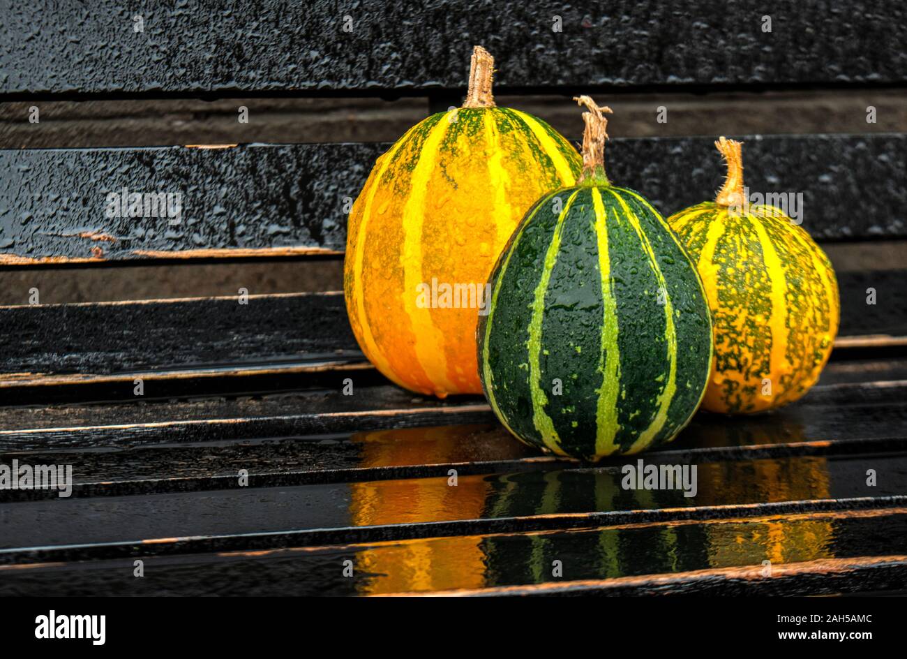 Cute small decorative pumpkins on black background Stock Photo