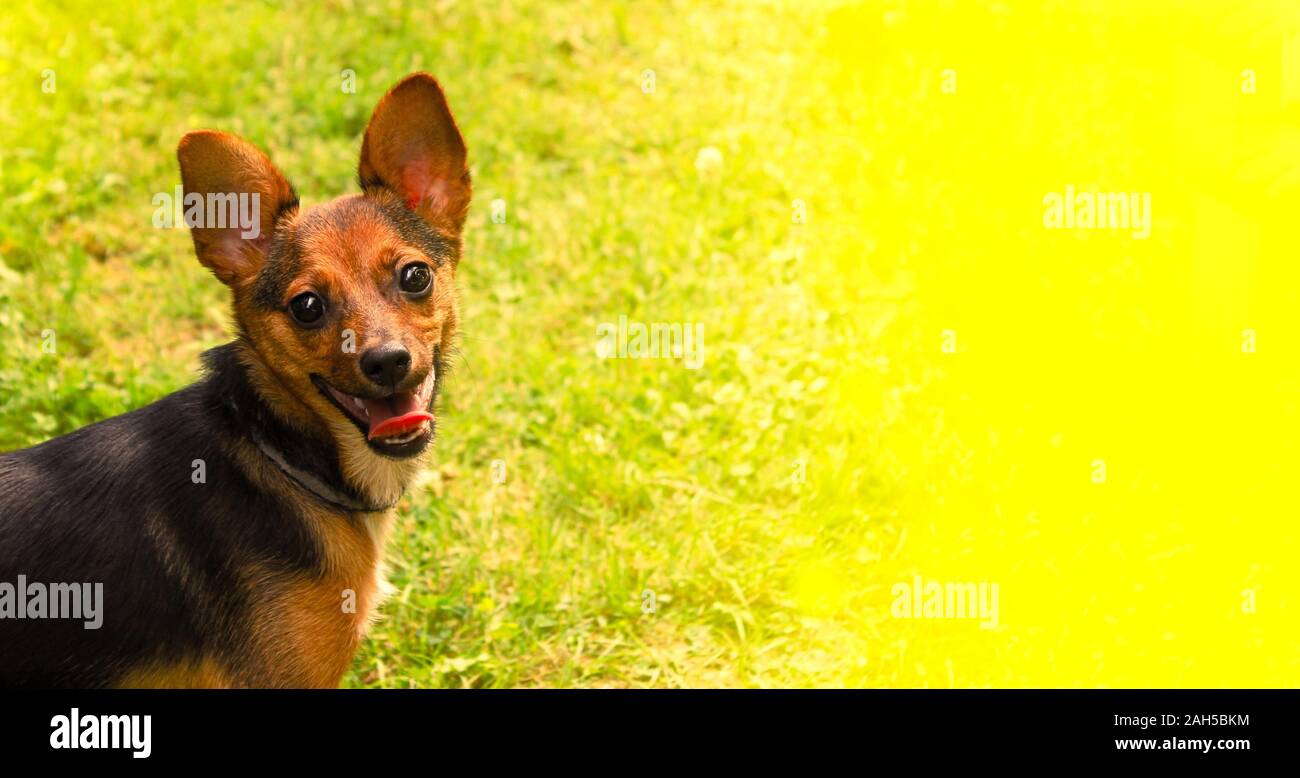 Dog on a green grass outdoors Stock Photo - Alamy