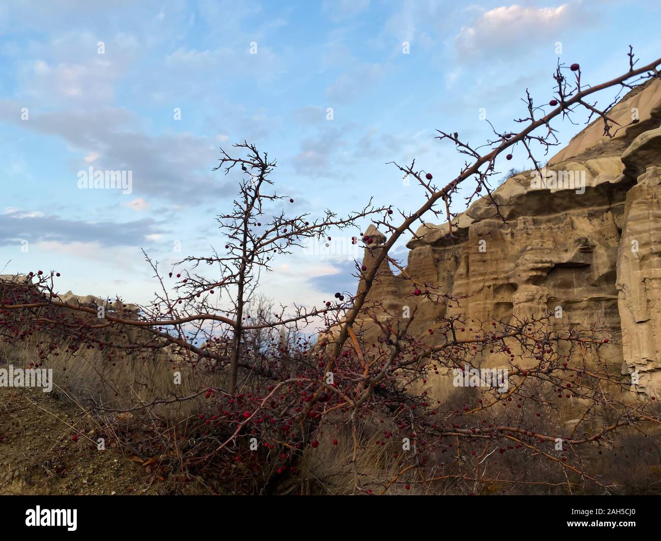 Bush with red berries on a background of mountains.Valley of old ...