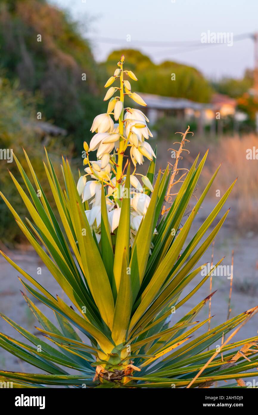 Yucca plant, blooming with white flowers Stock Photo Alamy