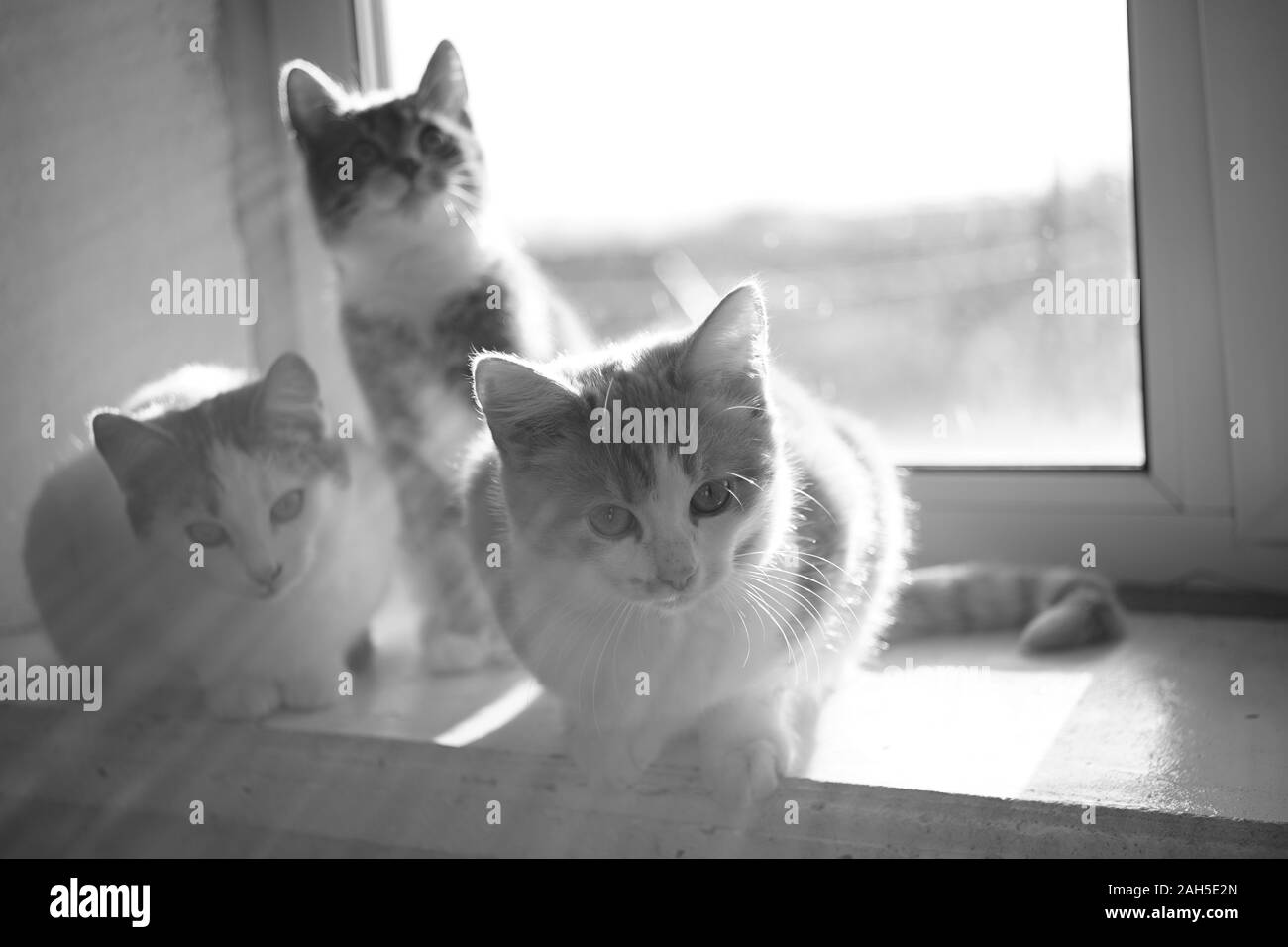 Three cute kittens sitting on the sunny windowsill, bw photo. Stock Photo