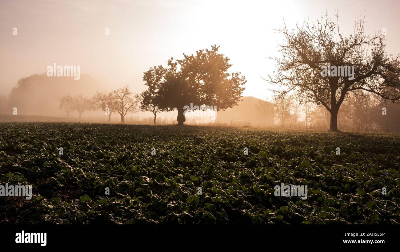 Morning sun rays hi-res stock photography and images - Alamy