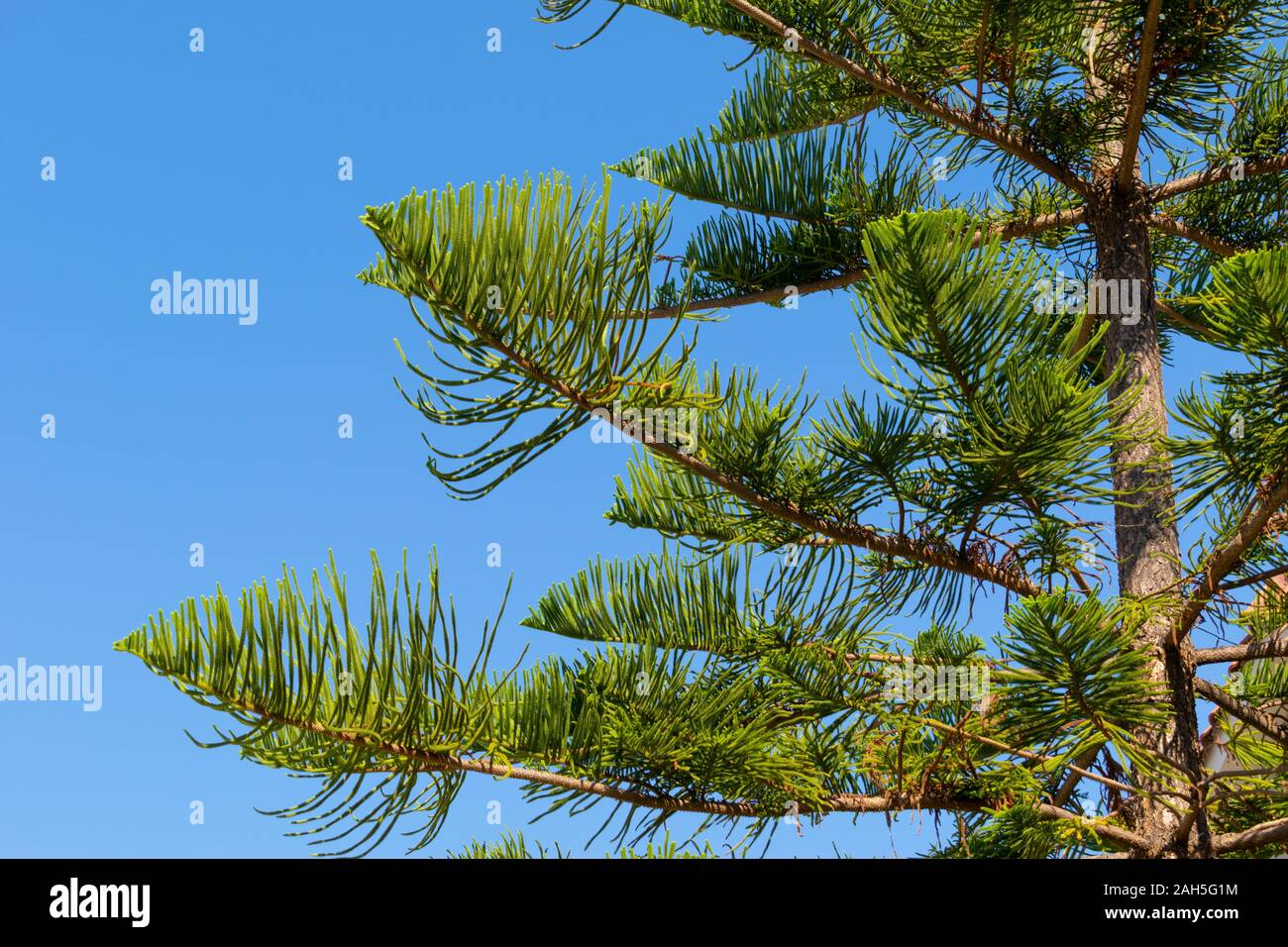 Big araucaria hi-res stock photography and images - Alamy