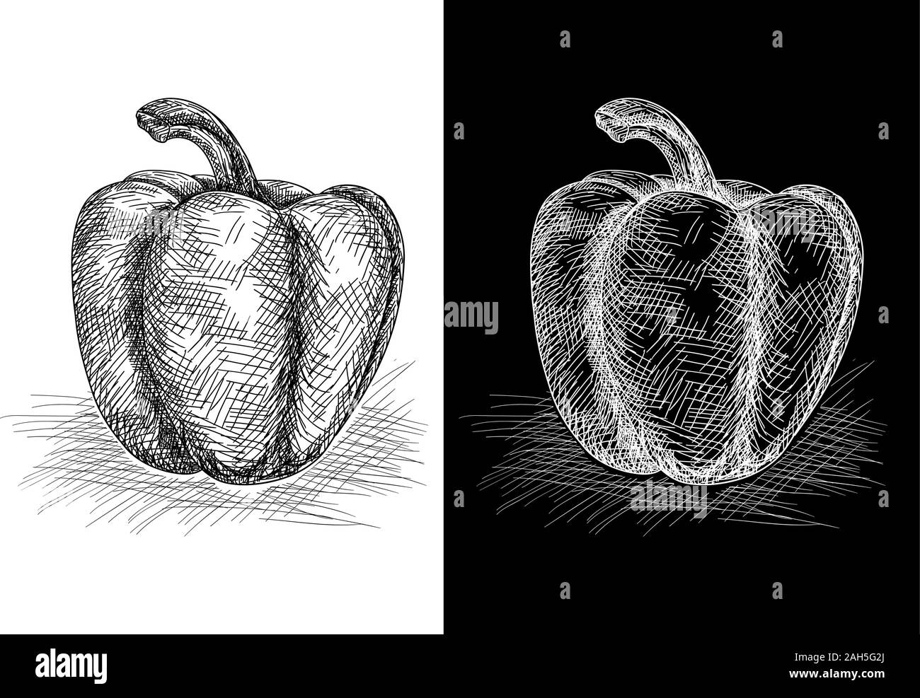 Bell pepper. Grunge sketch. Vector illustration on black and white. Stock Vector