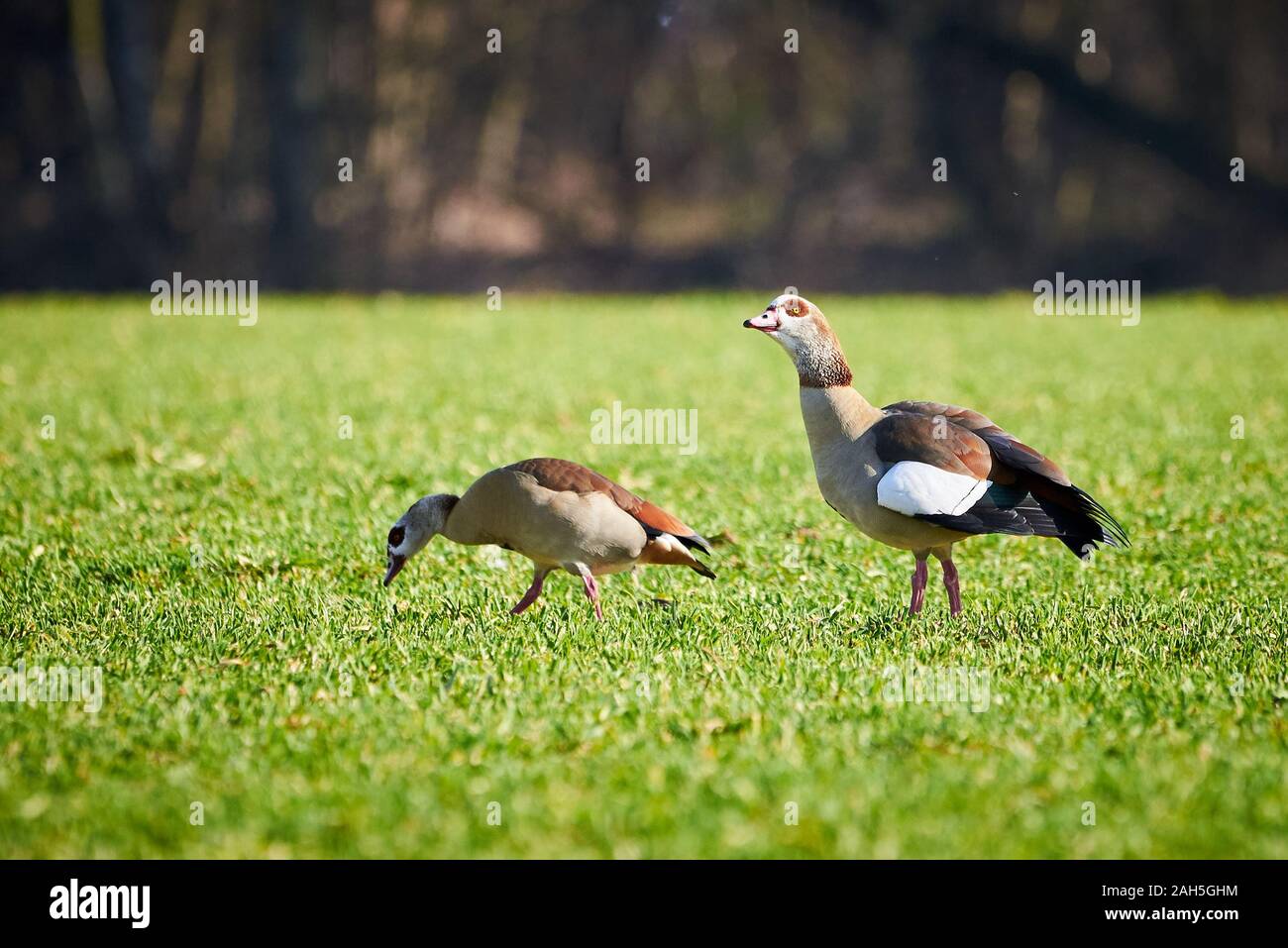 Two Egyptian geese eating grass (Alopochen aegyptiaca Stock Photo Alamy