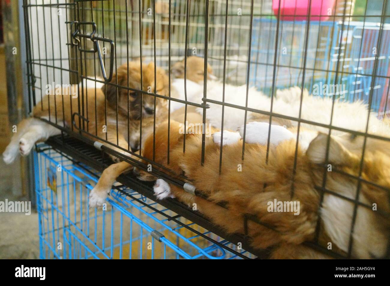 Several puppies were kept in iron cages and sold as pets Stock Photo