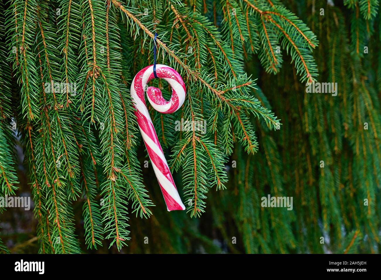 Peppermint Tree High Resolution Stock Photography and Images - Alamy