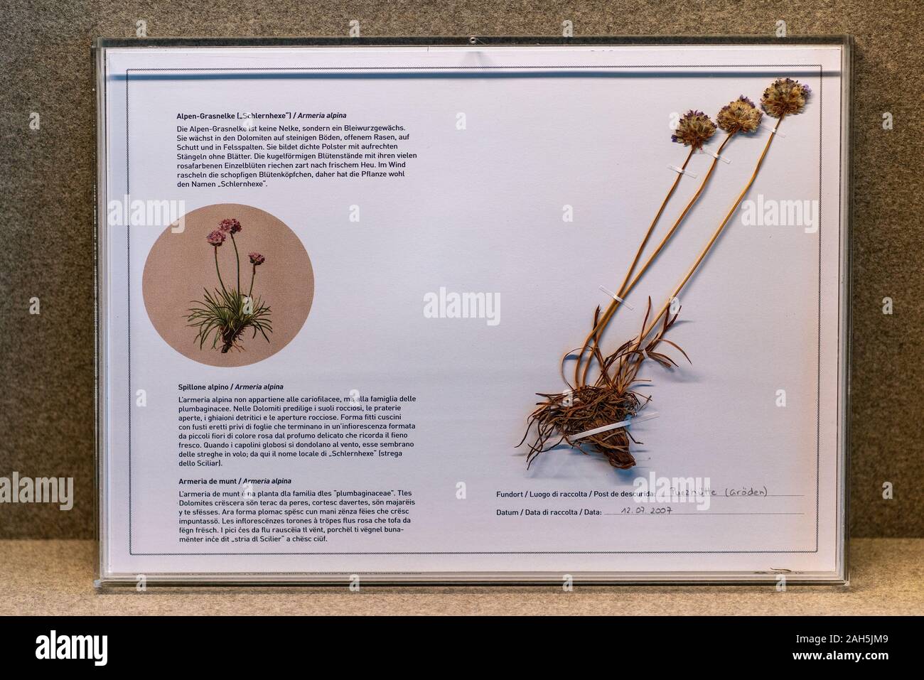 St. Magdalena, South Tyrol, Italy -  october 23, 2019: display of alpine thrift flowers (armeria alpina)  at the Naturparkhaus Puez-Geisler in Sankt M Stock Photo
