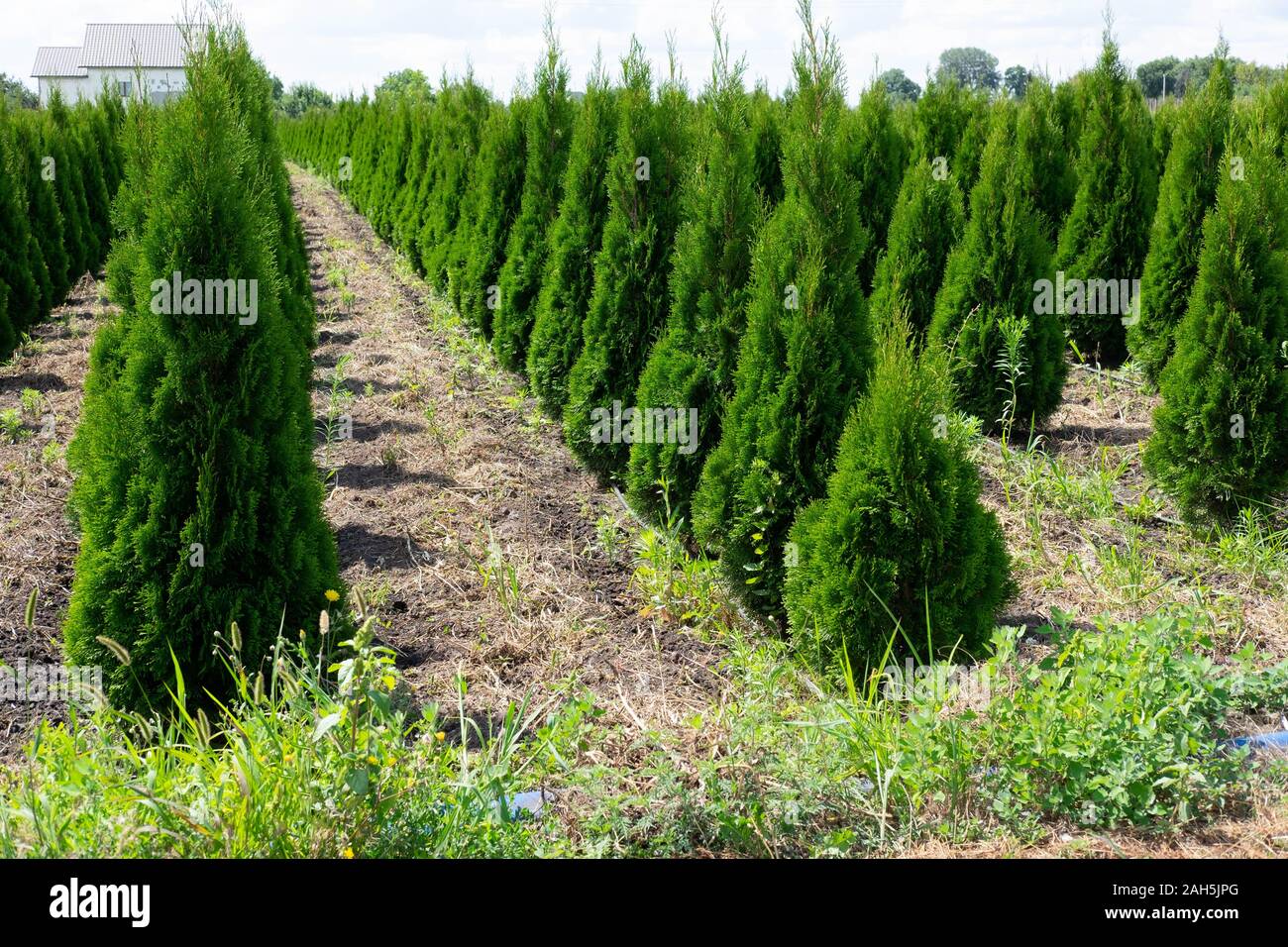 Plant nursery. Coniferous trees on the beds that are grown for sale and decoration of lawns Stock Photo