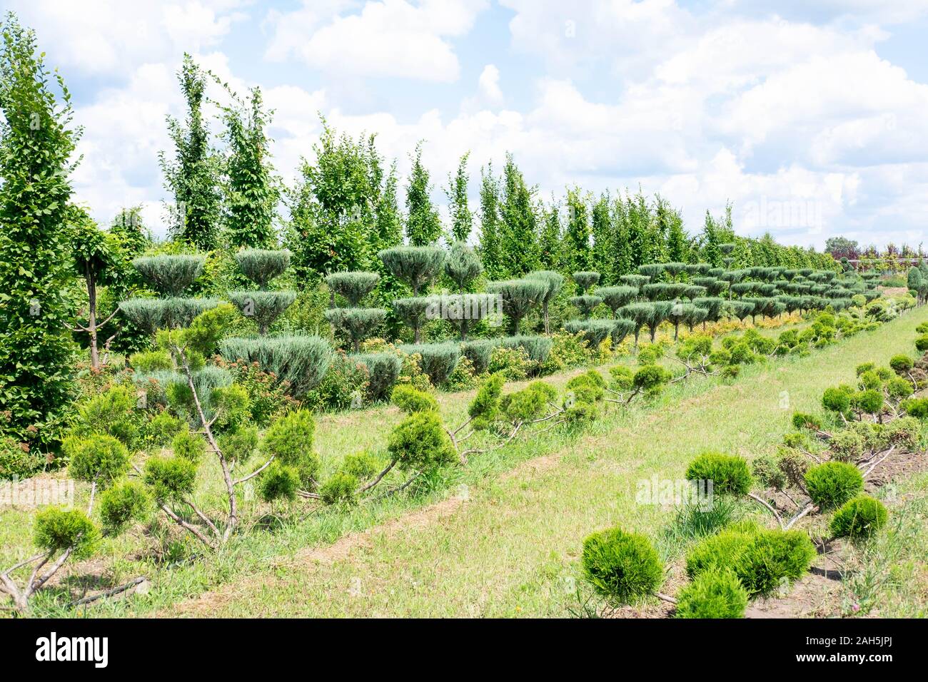 Plant nursery. Coniferous trees on the beds that are grown for sale and decoration of lawns Stock Photo