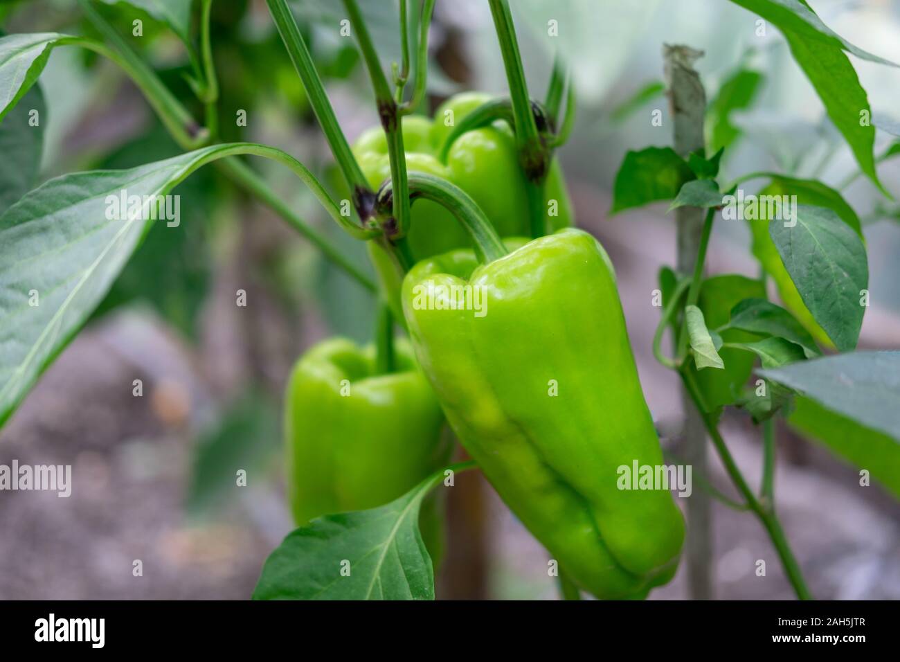 Natural light bell pepper plant hi-res stock photography and images - Alamy