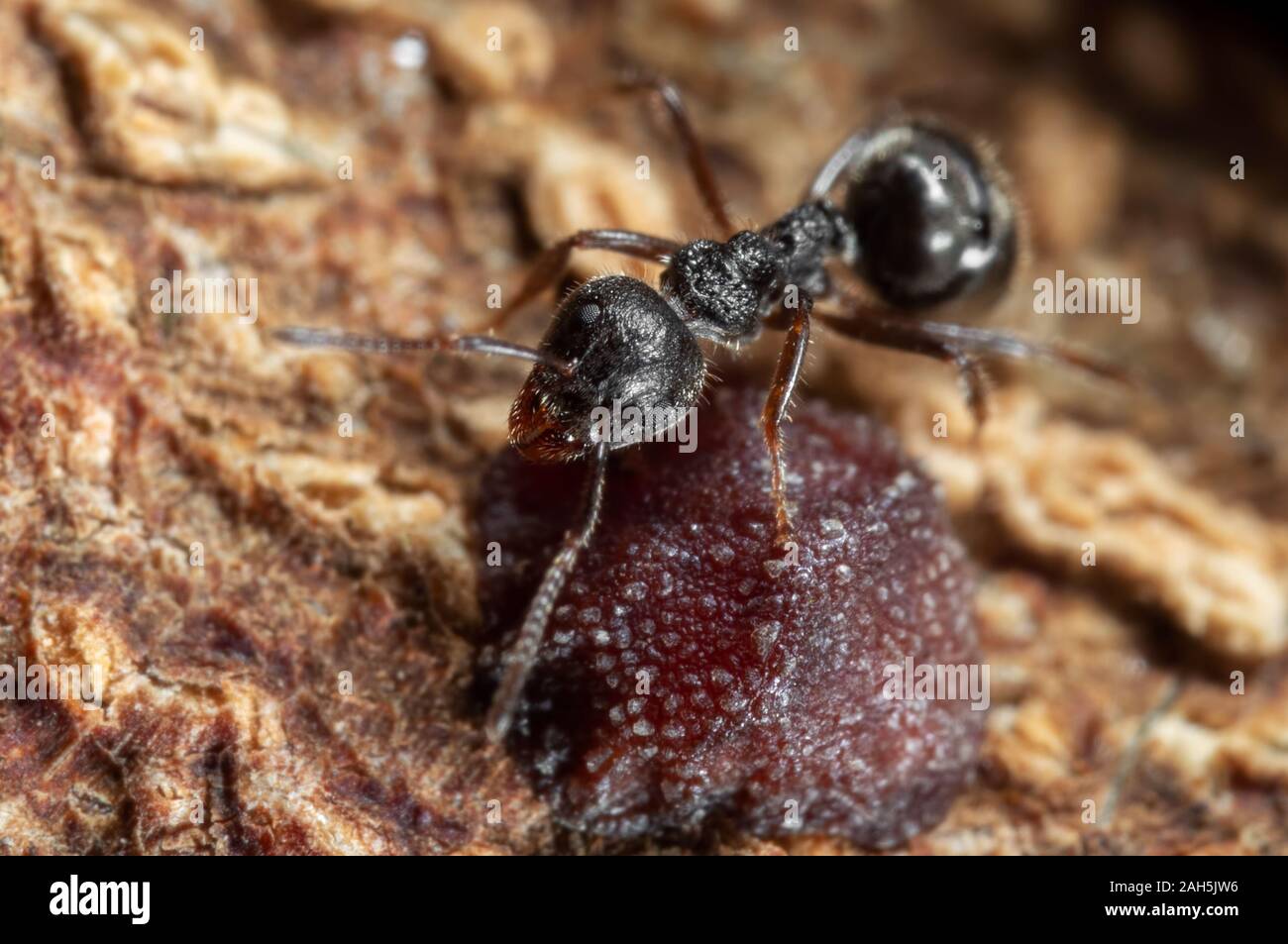 Macro Photography of Black Garden Ant with Scale Insect on Tree Bark Stock Photo