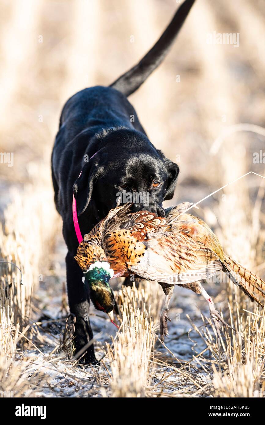 Black lab pheasant hires stock photography and images Alamy