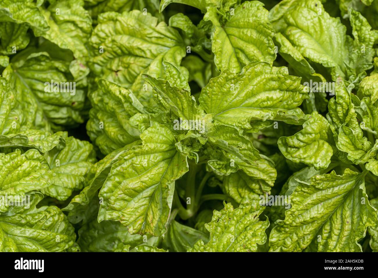 Basil Ocimum basilicum 'Lettuce Leaf' Stock Photo