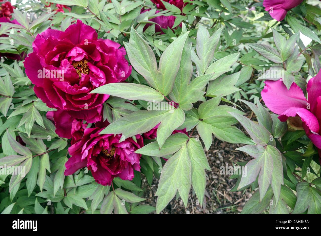 Japanese tree peony "Island Minister" Paeonia Stock Photo Alamy
