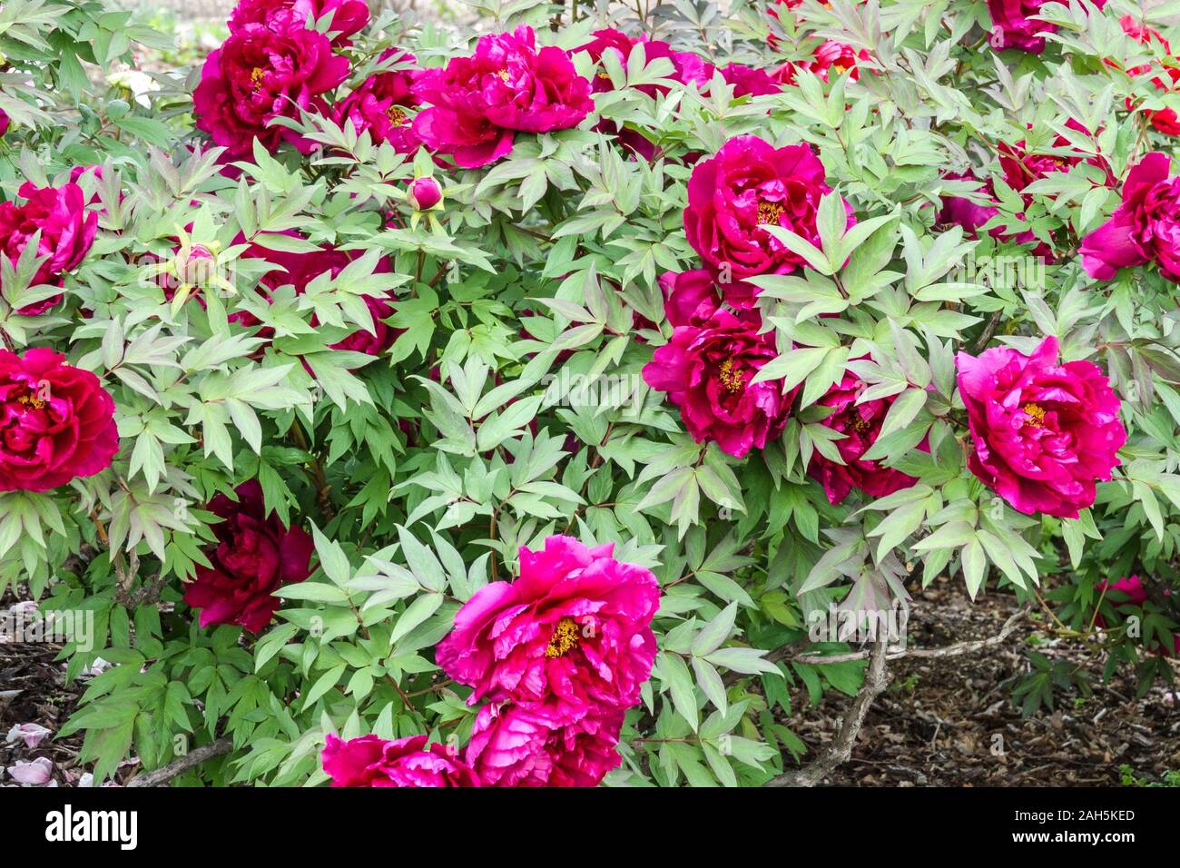 Japanese tree peony "Island Minister" Paeonia Tree peonies Stock Photo