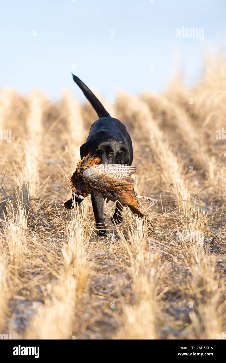 Black lab pheasant hires stock photography and images Alamy