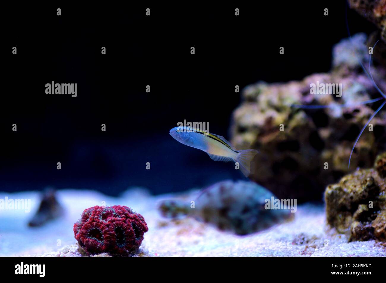 Red Sea Mimic Blenny - (Ecsenius gravieri Stock Photo - Alamy