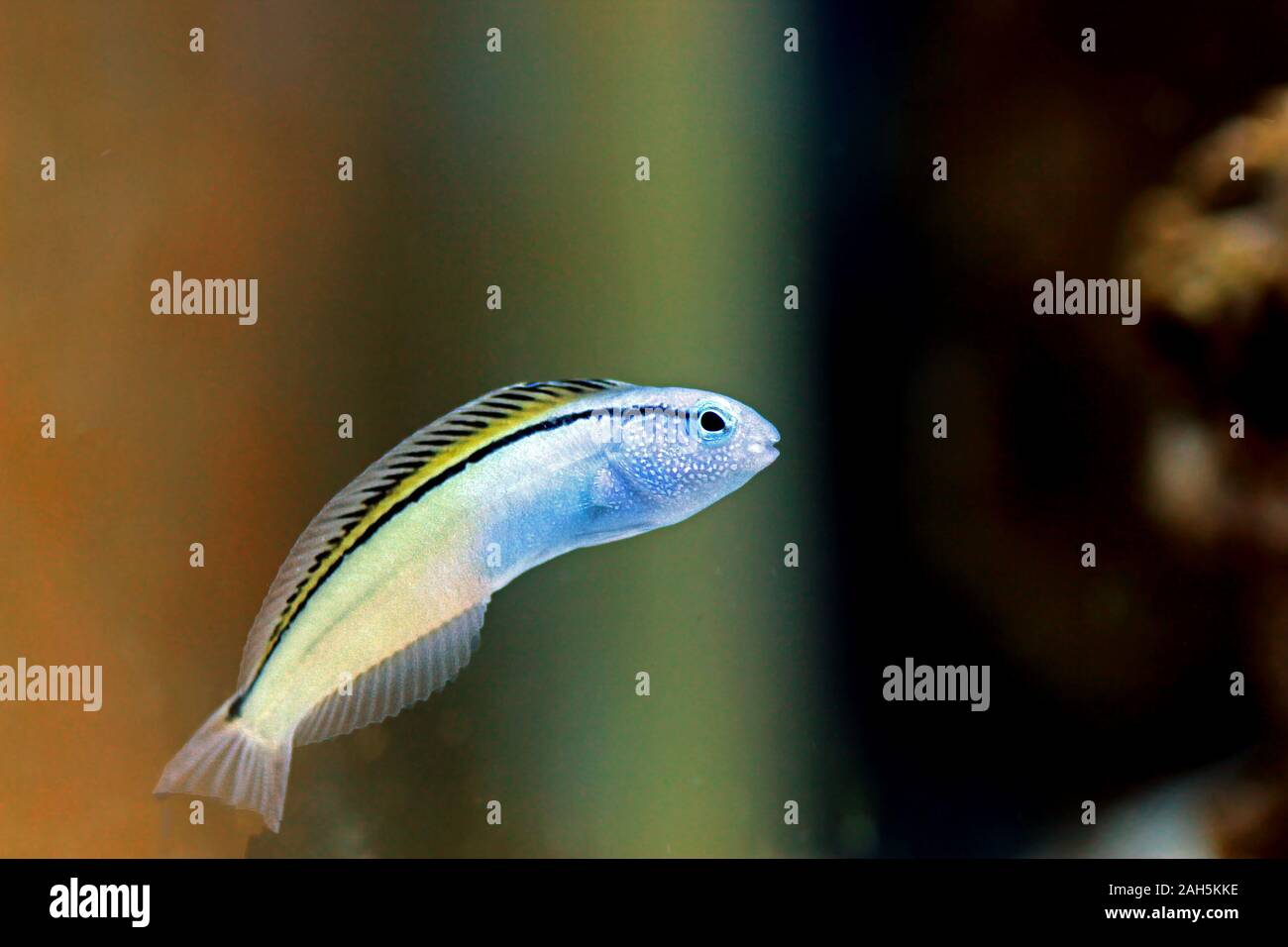 Red Sea Mimic Blenny - (Ecsenius gravieri Stock Photo - Alamy
