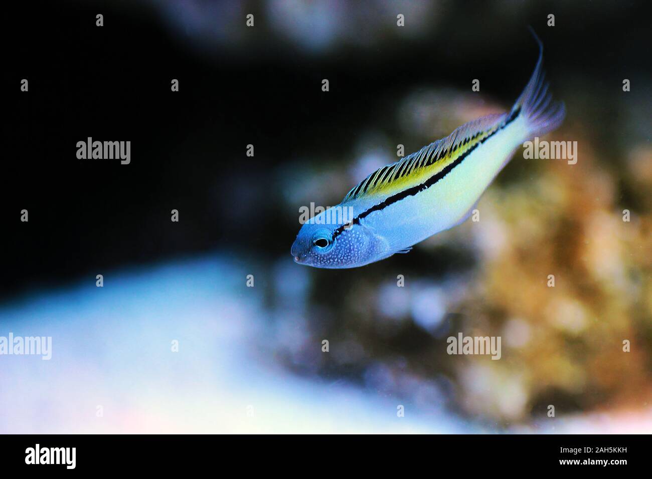 Red Sea Mimic Blenny - (Ecsenius gravieri Stock Photo - Alamy