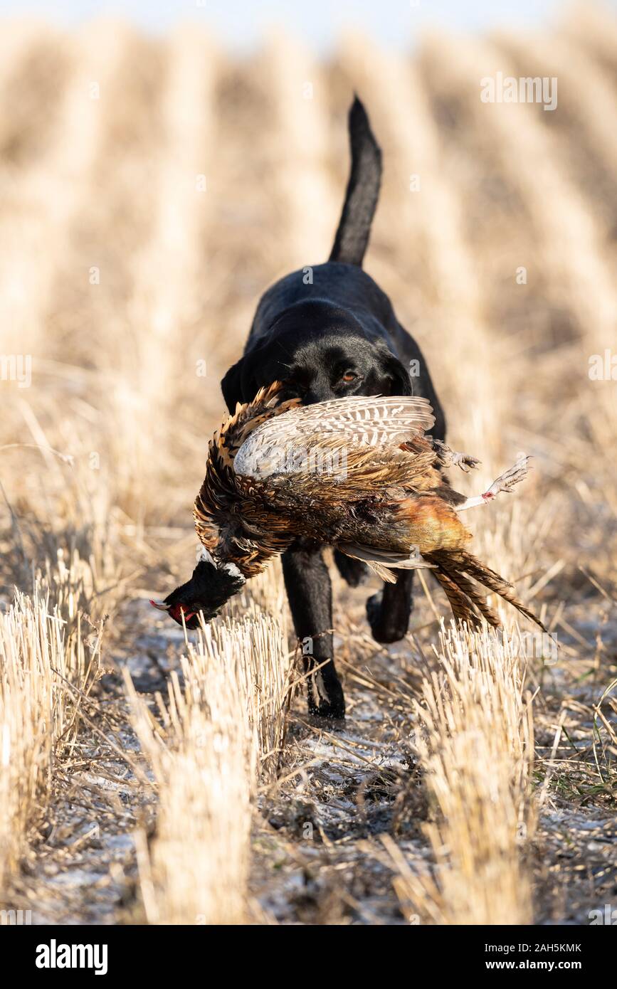 A Black Lab pheasant hunting in South Dakota Stock Photo Alamy