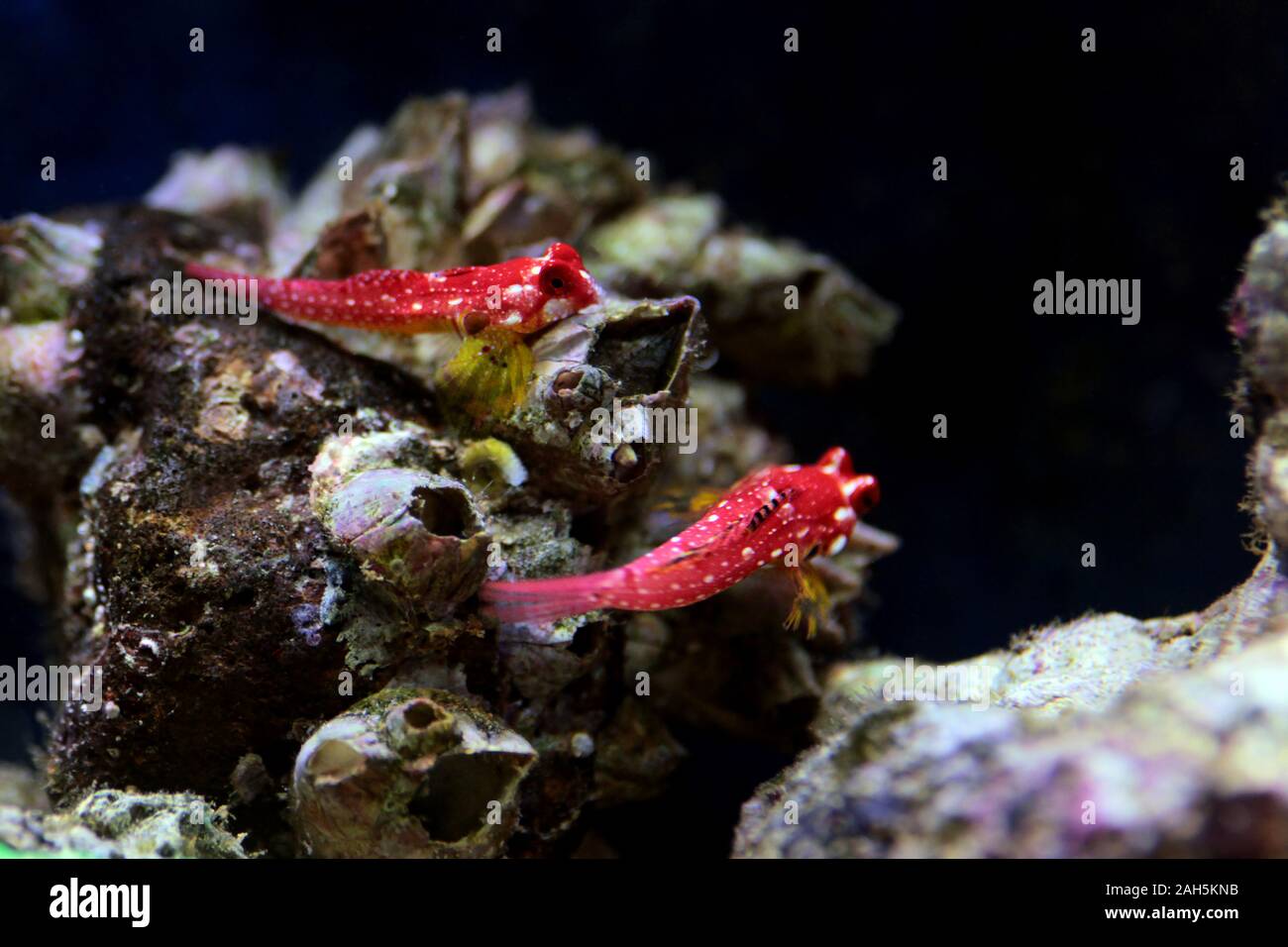 Ruby Red Dragonet Help Fish Forum Nano Reef Community