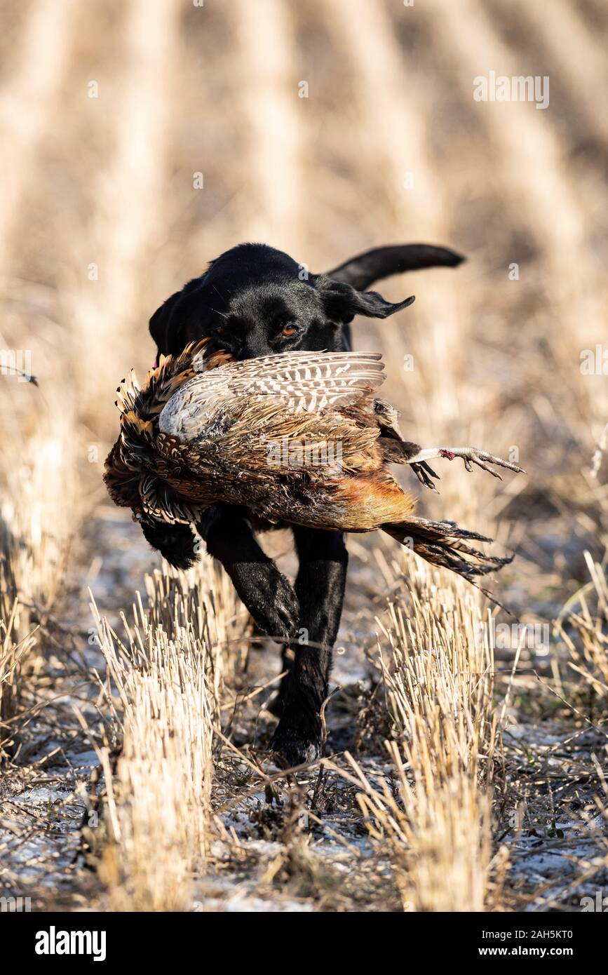 Black lab pheasant hires stock photography and images Alamy