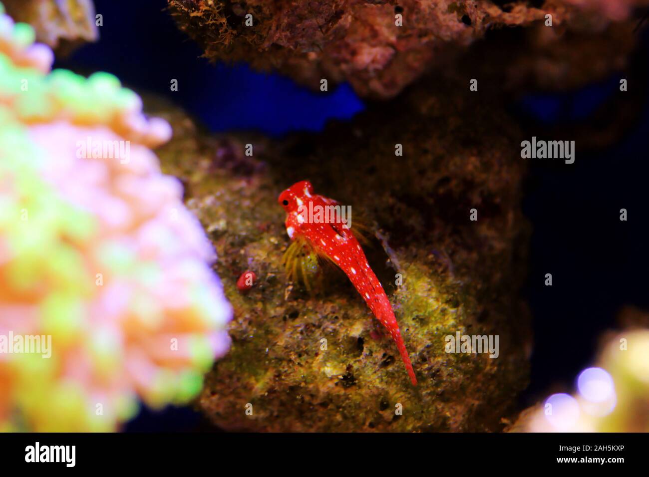 Ruby red dragonet fish - Synchiropus sycorax Stock Photo