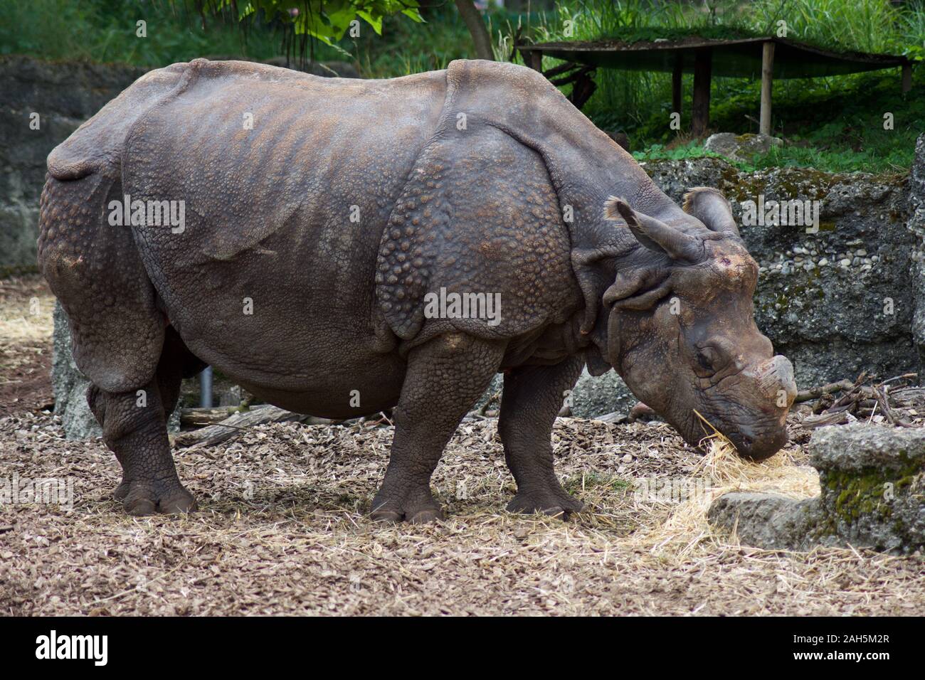 Zoo basel switzerland hires stock photography and images Alamy