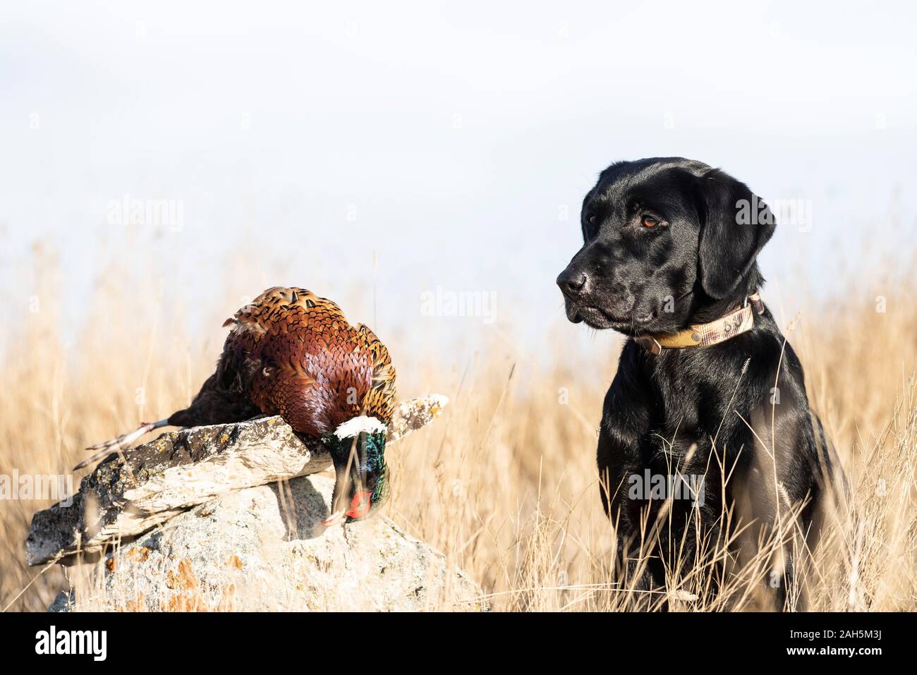 Black lab pheasant hires stock photography and images Alamy