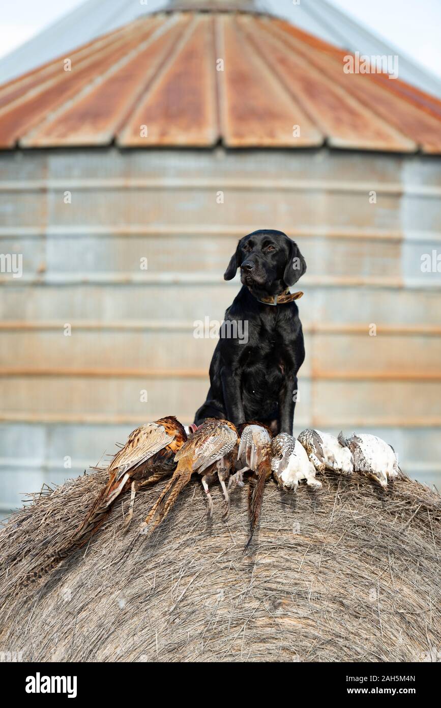 A Black Lab pheasant hunting in South Dakota Stock Photo Alamy