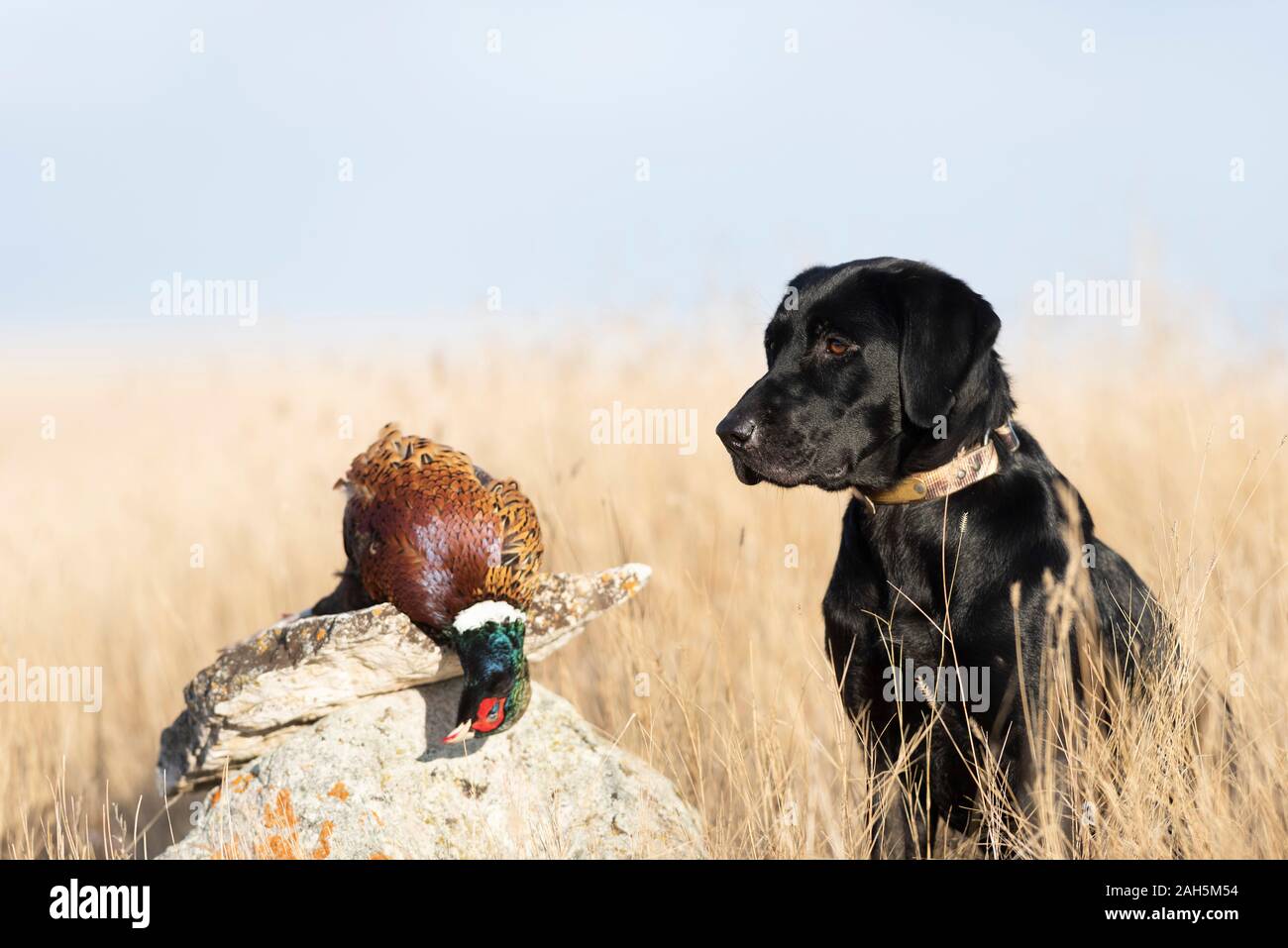 A Black Lab pheasant hunting in South Dakota Stock Photo Alamy