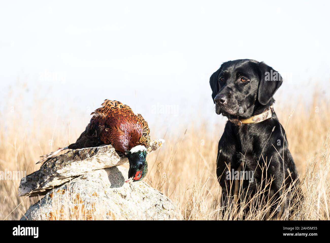 Black lab pheasant hires stock photography and images Alamy