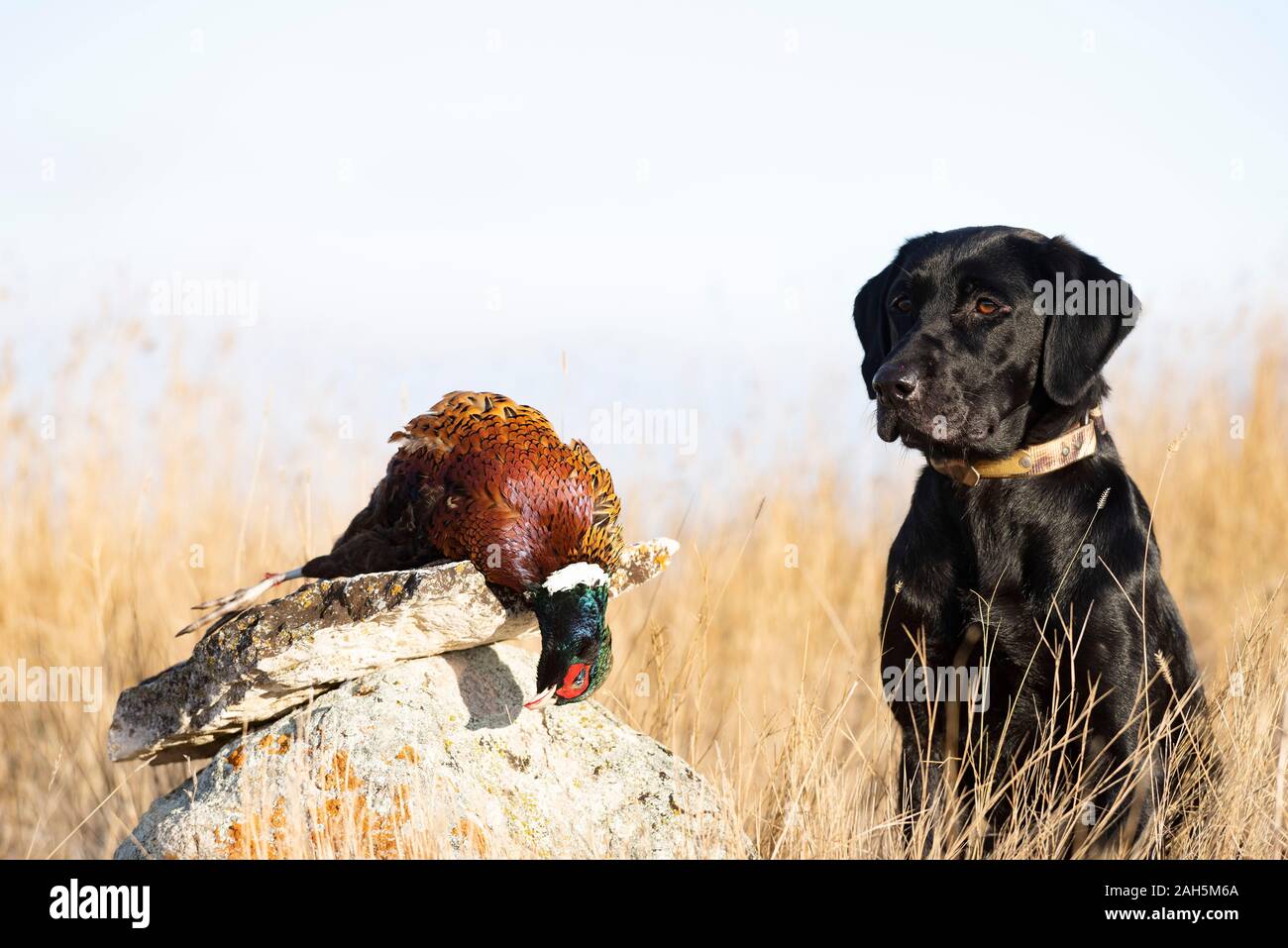 Black lab hotsell pheasant hunting