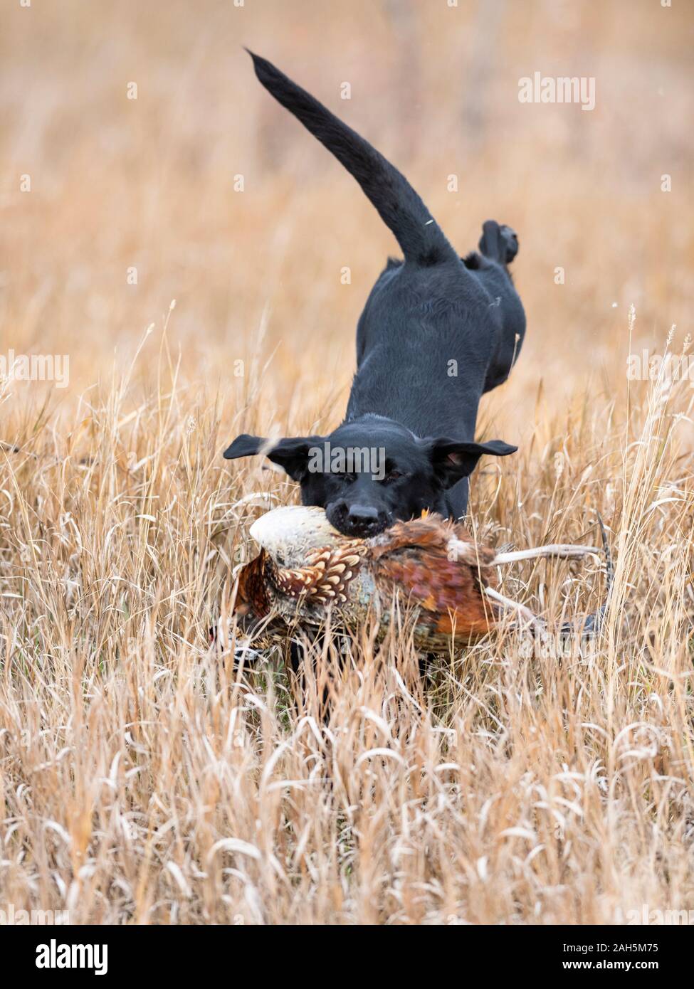 A Black Lab pheasant hunting in South Dakota Stock Photo