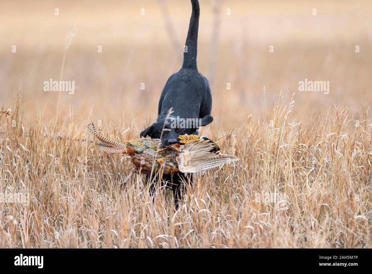 Black Lab Pheasant High Resolution Stock Photography and Images Alamy