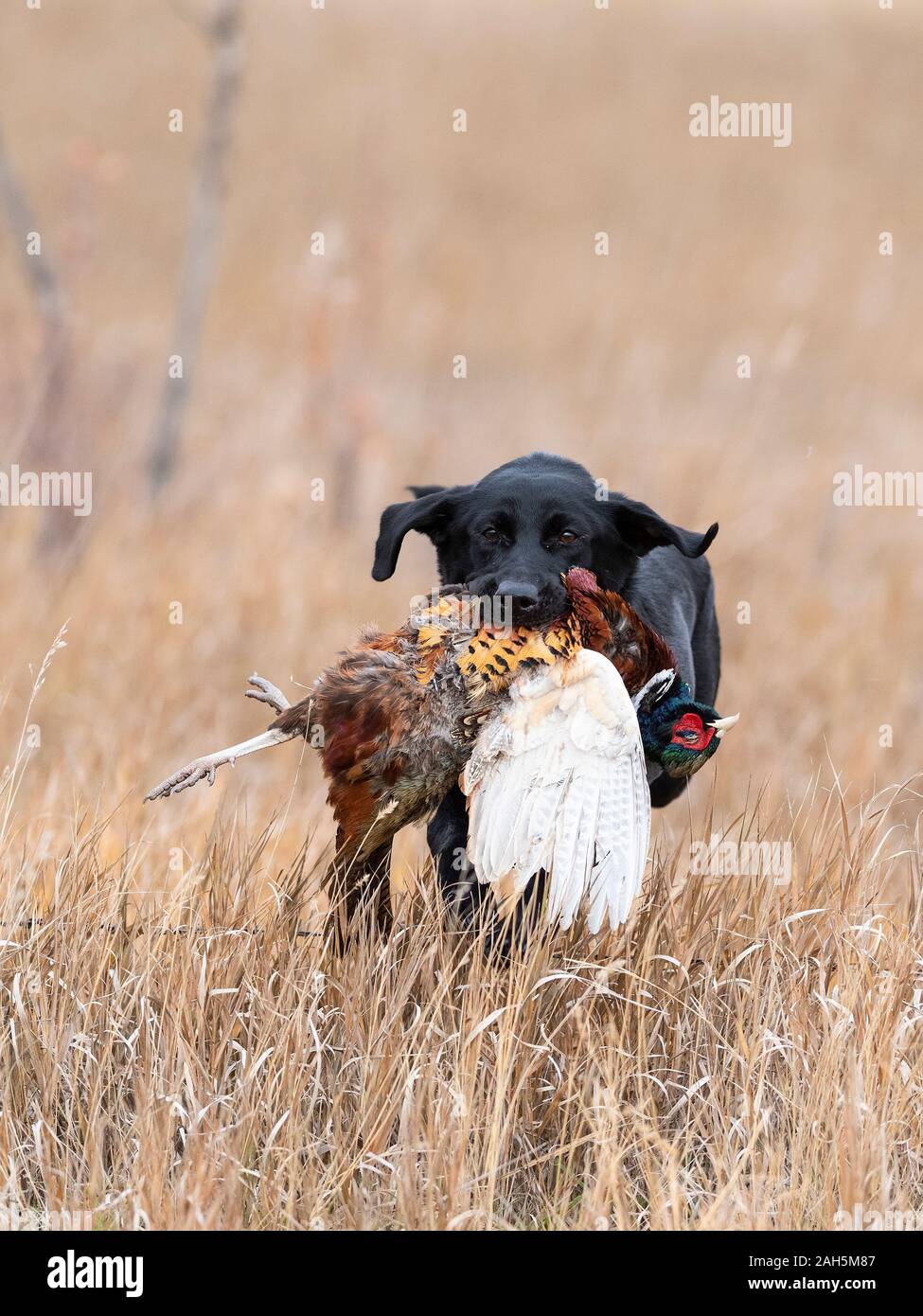 Black Lab Pheasant High Resolution Stock Photography and Images Alamy