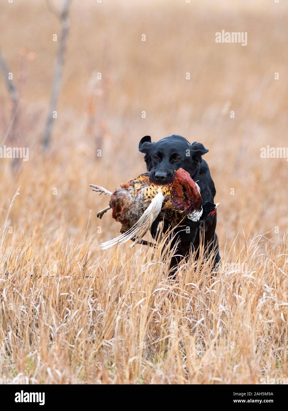 Black Lab Pheasant High Resolution Stock Photography and Images Alamy