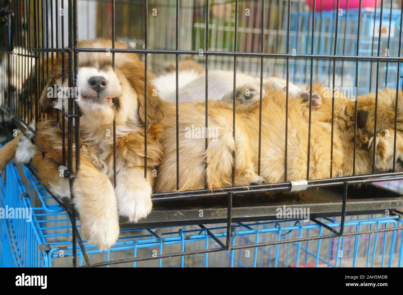 Several puppies were kept in iron cages and sold as pets Stock Photo