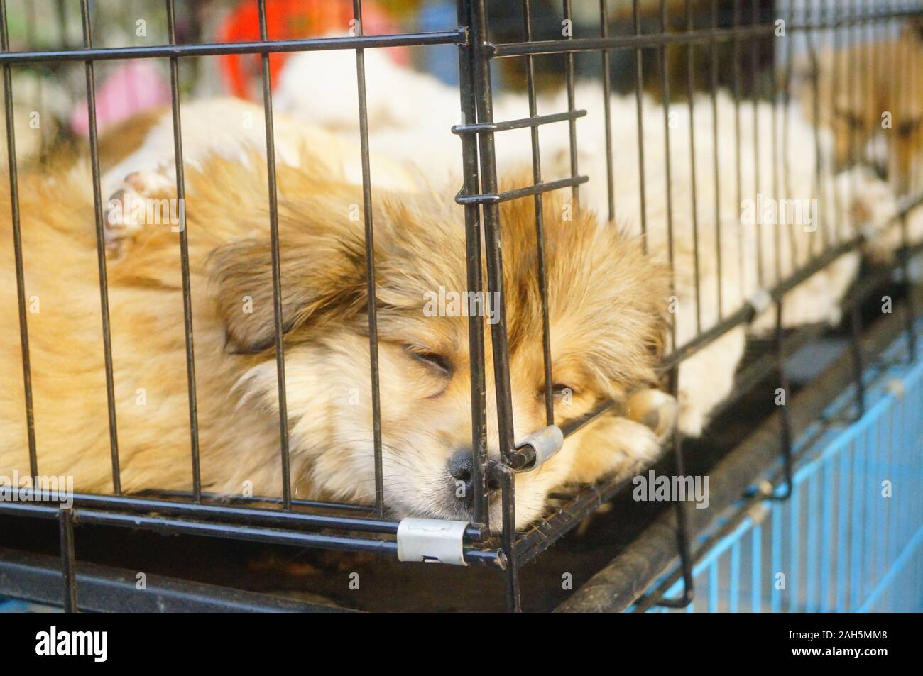 Several puppies were kept in iron cages and sold as pets Stock Photo