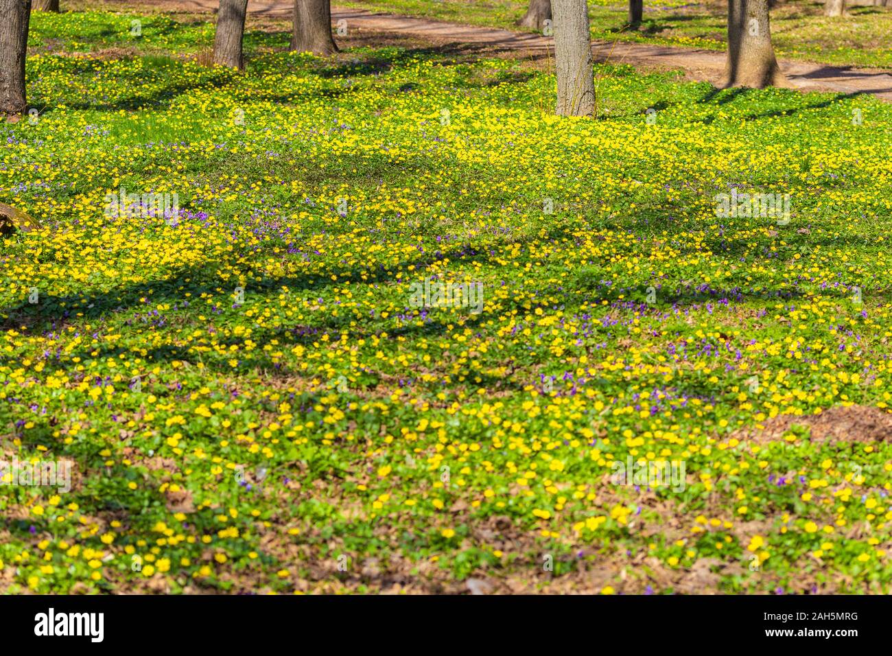 Spring natural background. Blooming forest meadow of yellow flowers Stock Photo