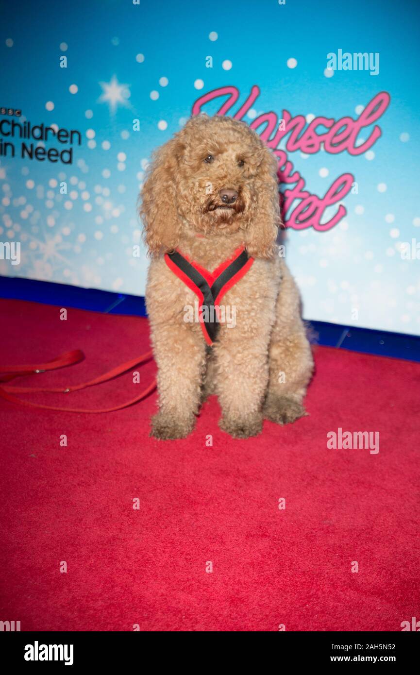 waffle the wonder dog toy