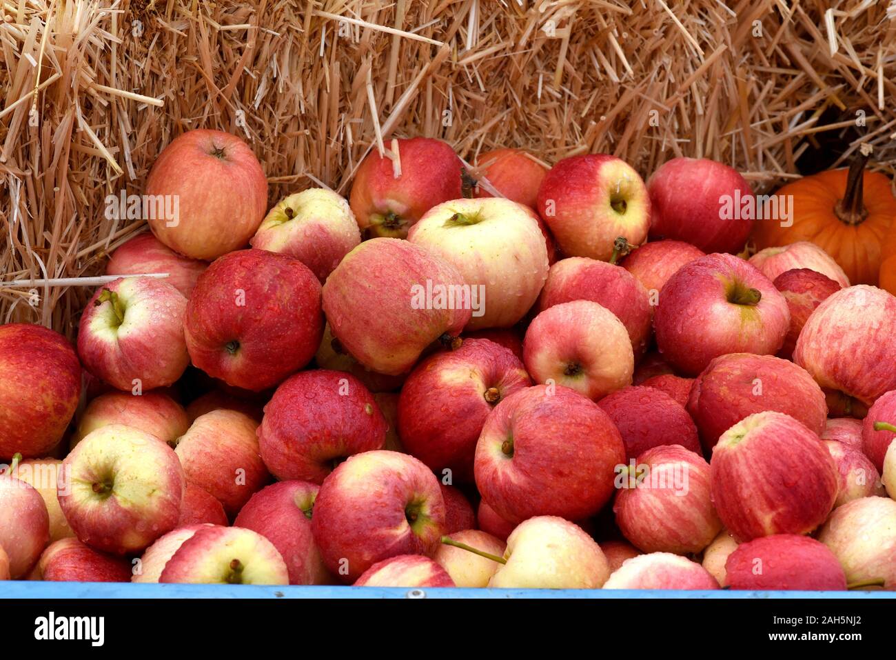 Apfel, Malus domestica ist eine heimische wohlschmeckende Frucht. Apple, Malus domestica is a local, tasty fruit. Stock Photo