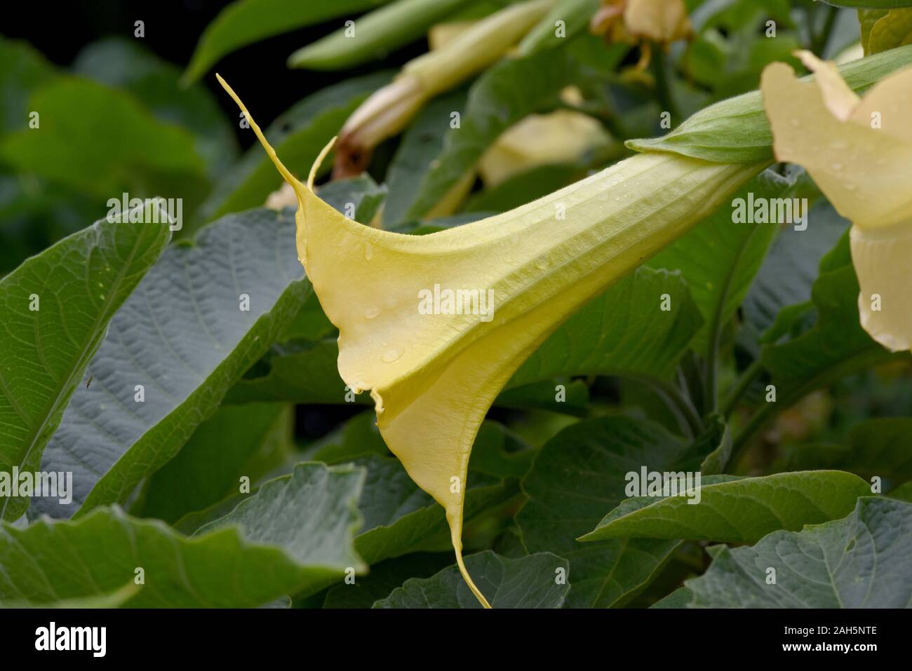 Engelstrompete, Brugmansia suaveolens, ist eine dekorative Kuebelpflanze mit schoenen gelben Blueten. Angel trumpet, Brugmansia suaveolens, is a decor Stock Photo