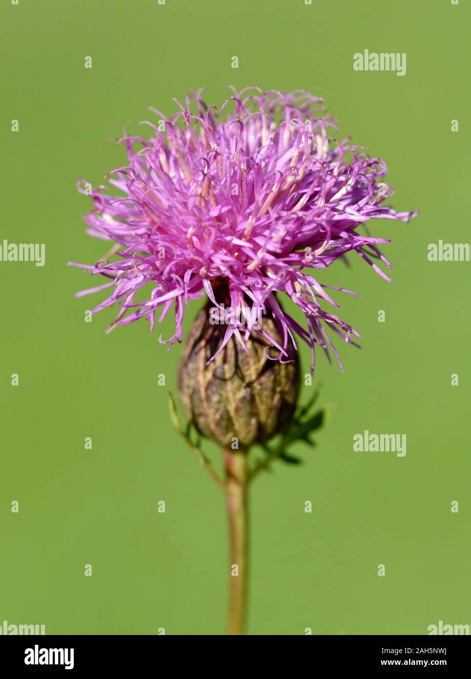 Faerberscharte, Serratula tinctoria, ist eine wichtige Heil- und Faerberpflanze mit lila Blueten und wird viel in der Medizin verwendet. The Serratula Stock Photo