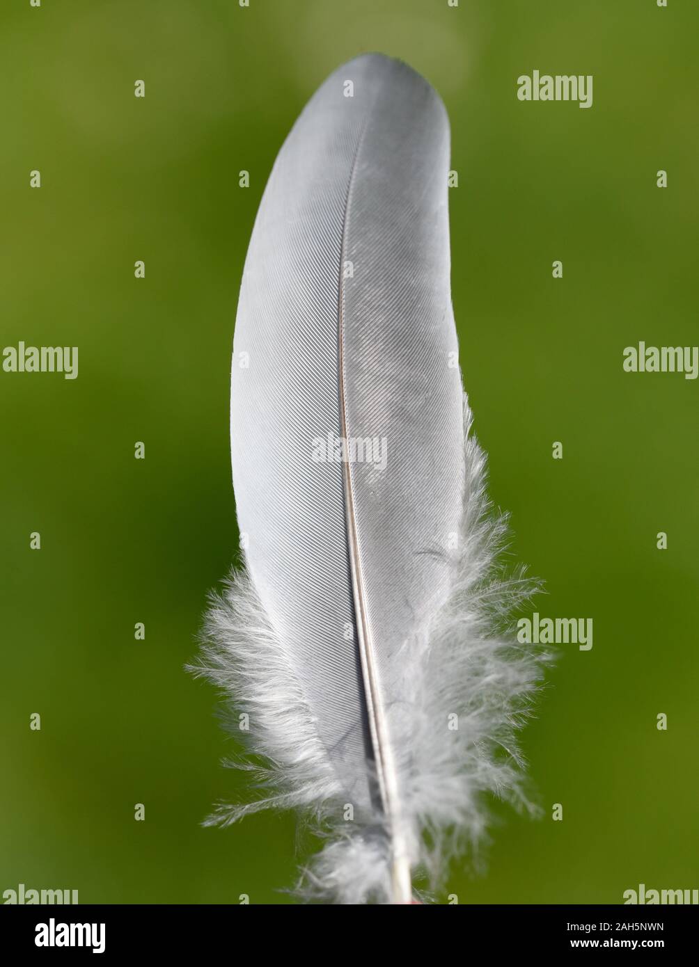 Flugfeder einer Taube. Dieser Vogel kommt haeufig, auch wild vor. Flight feather of a pigeon. This bird is often, also wild. Stock Photo