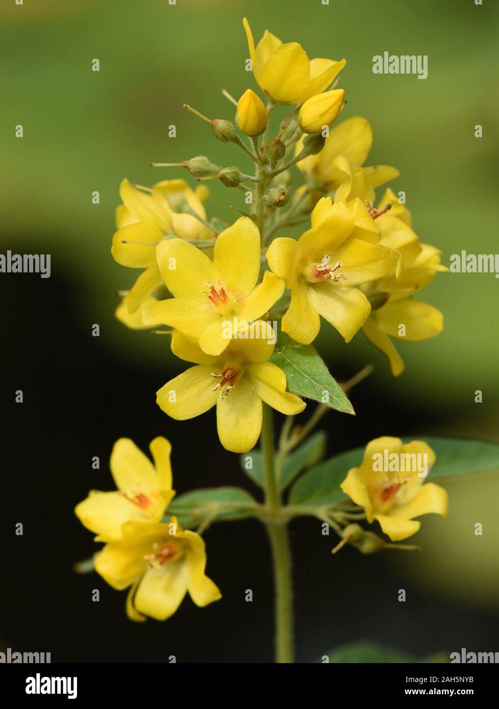 Gilbweiderich, Lysimachia vulgaris, ist eine Wasserpflanze mit schoenen gelben Blueten. The Lysimachia vulgaris, is an aquatic plant with beautiful ye Stock Photo